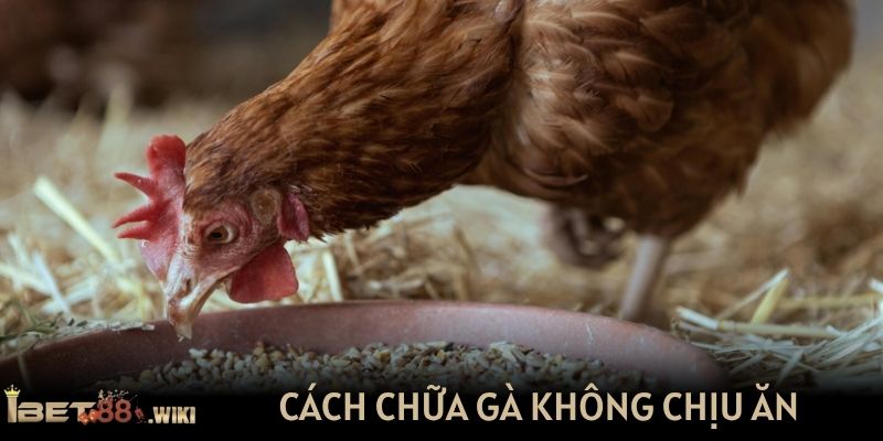 Cách chữa gà không chịu ăn