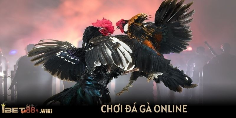 Chơi đá gà online