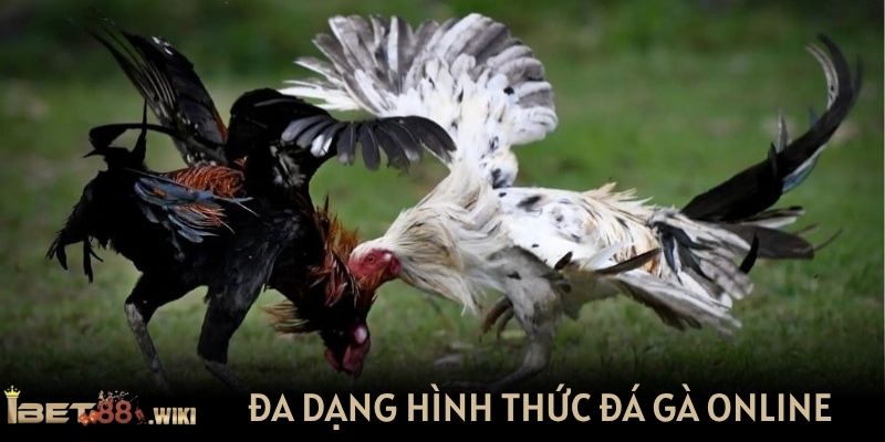 Đa dạng hình thức đá gà online cho cược thủ theo dõi