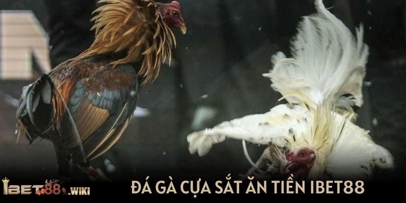 Đá gà cựa sắt ăn tiền tại nhà cái IBET88