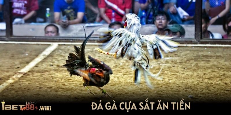 Đá gà cựa sắt ăn tiền