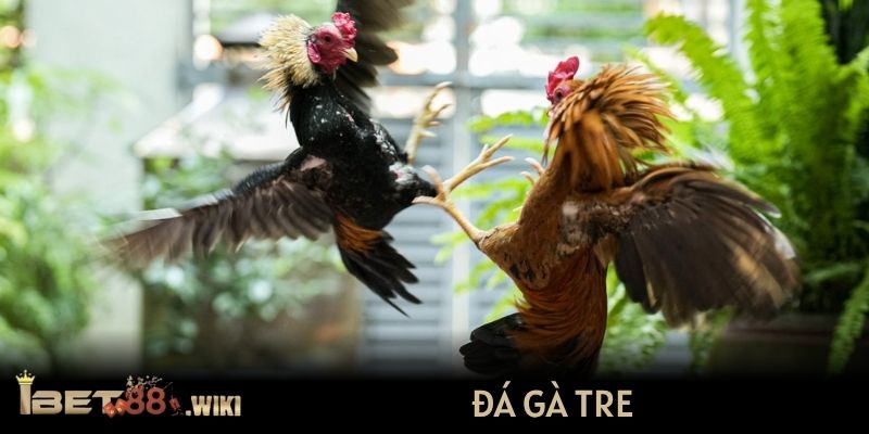 Đá gà tre