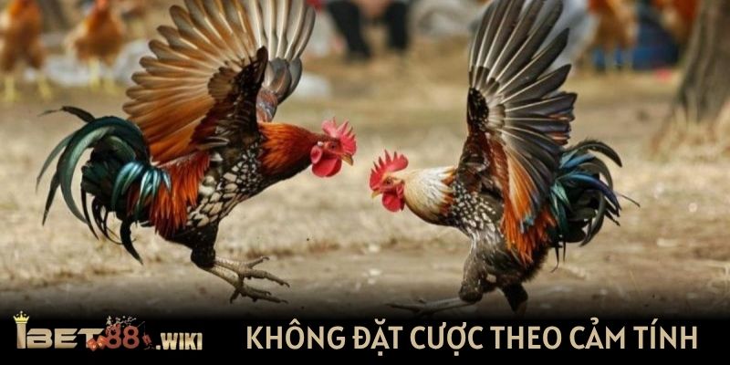 Không đặt cược theo cảm tính
