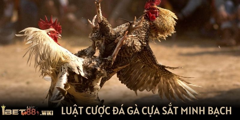 Luật cược đá gà cựa sắt tại IBET88 rõ ràng, minh bạch