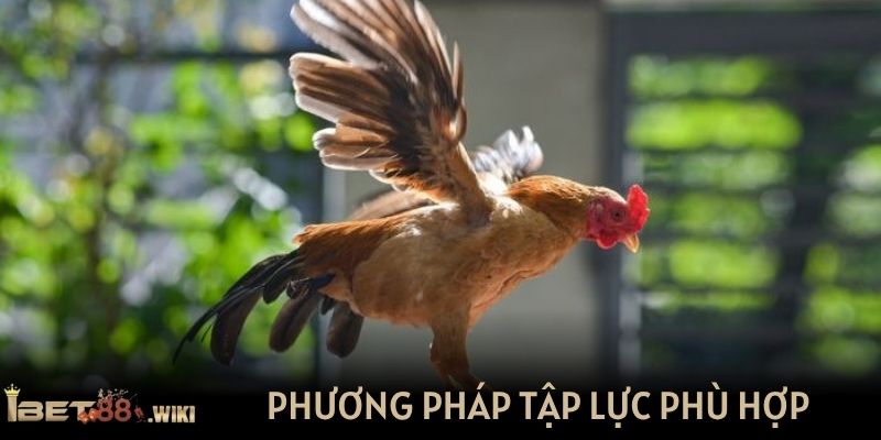 Phương pháp tập lực phù hợp cho từng giai đoạn của gà
