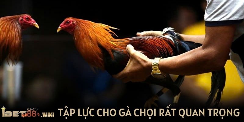 Tập lực cho gà chọi là phương pháp rèn luyện quan trọng