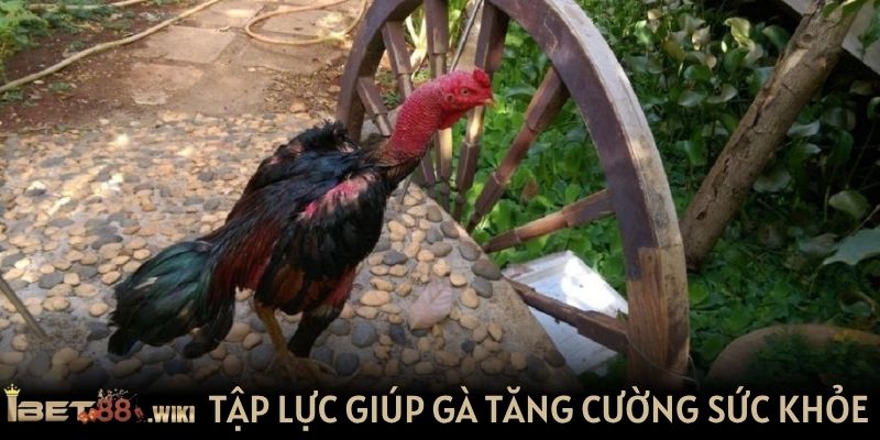 Tập lực cho gà đá giúp tăng cường sức khỏe hiệu quả
