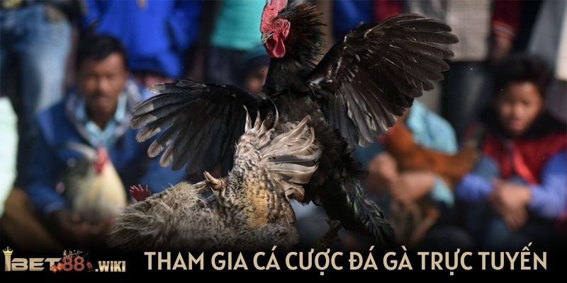 Tham gia cá cược đá gà trực tuyến tại IBET88