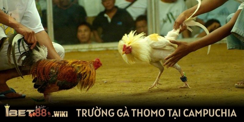 Trường gà Thomo chuyên nghiệp tại Campuchia
