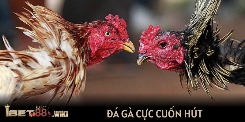 Đá gà cực cuốn hút