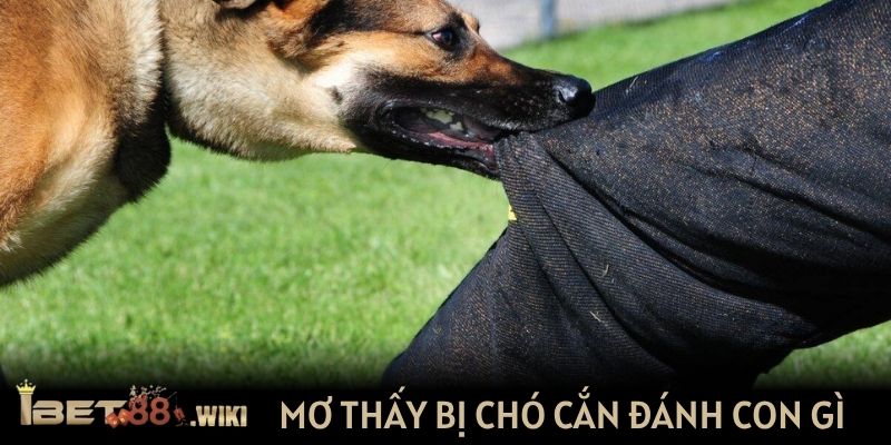 Phân tích dữ liệu mơ thấy bị chó cắn đánh con gì